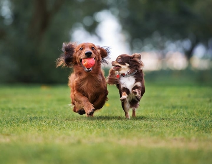 Two dogs playing with a ball in the grass